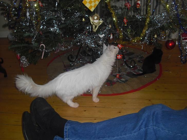 Maine Coon Duchess #Dysse# billede 6