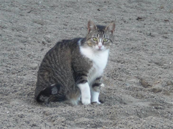Blanding af racer Sofie - Velkommen til lille Sofies profil, læg en komementar+bedømmelse inden du går! :D Foto: Mig billede 1