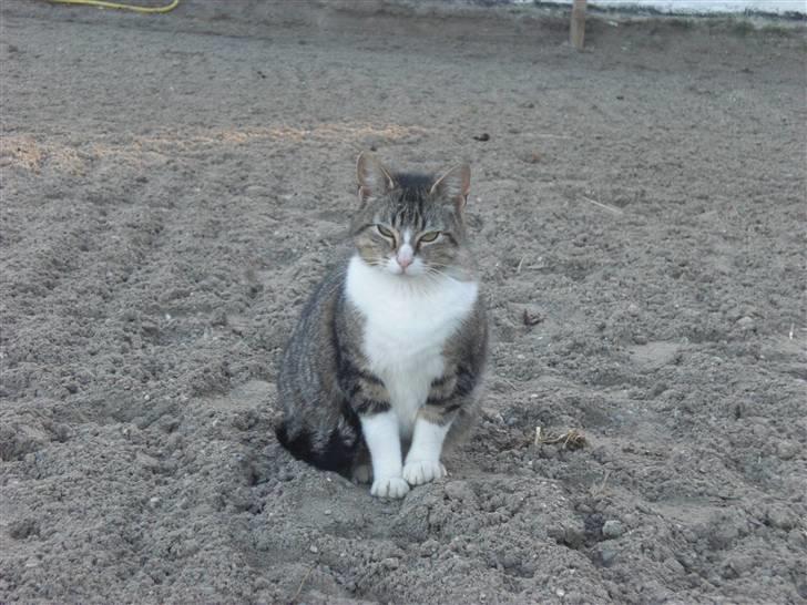 Blanding af racer Sofie - Foto: Mig billede 2