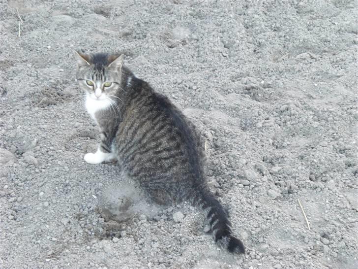 Blanding af racer Sofie - Foto: Mig billede 3