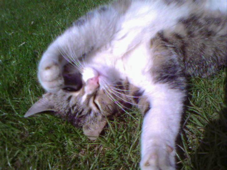 Blanding af racer Sofie - Foto: Mig billede 4