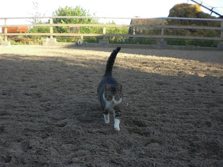 Blanding af racer Sofie - Foto: Mig billede 5