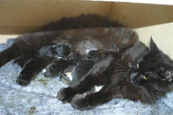 Blanding af racer Mariemis *solgt* billede 1