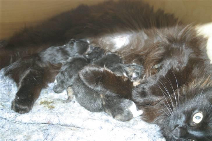 Blanding af racer Mariemis *solgt* billede 2