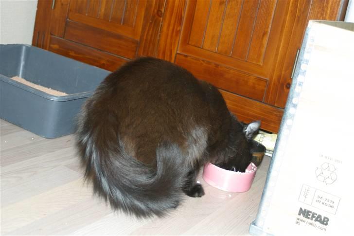 Blanding af racer Mariemis *solgt* billede 3