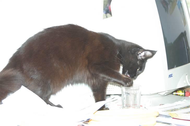 Blanding af racer Mariemis *solgt* billede 4