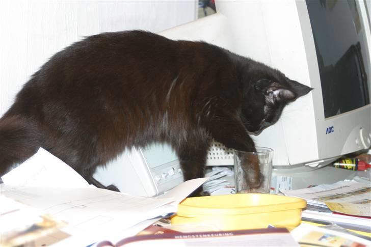 Blanding af racer Mariemis *solgt* billede 5