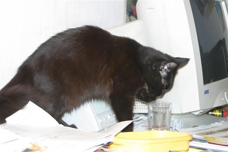 Blanding af racer Mariemis *solgt* billede 6