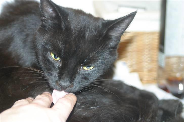 Blanding af racer Mariemis *solgt* billede 7