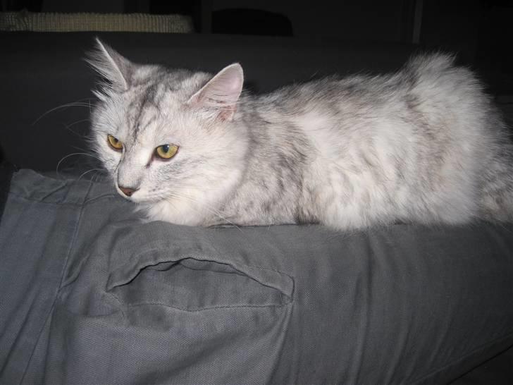 Kurilean Bobtail Geisha Golden look*LT billede 2