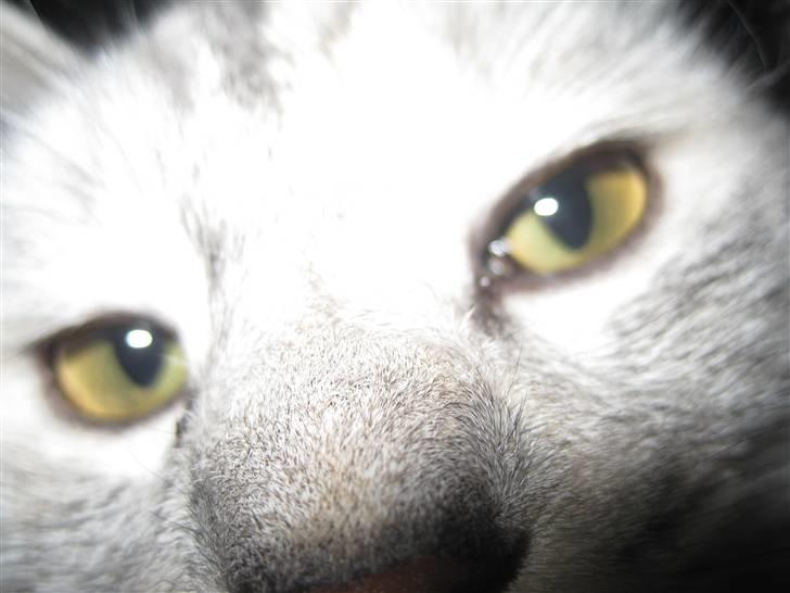 Kurilean Bobtail Geisha Golden look*LT billede 3