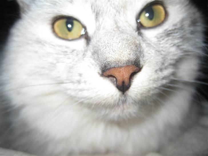 Kurilean Bobtail Geisha Golden look*LT billede 4