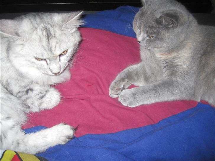 Kurilean Bobtail Geisha Golden look*LT billede 5