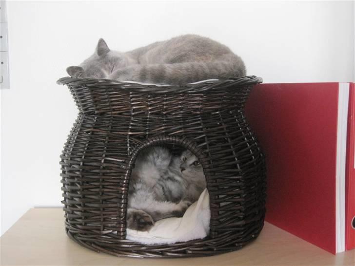 Kurilean Bobtail Geisha Golden look*LT billede 6