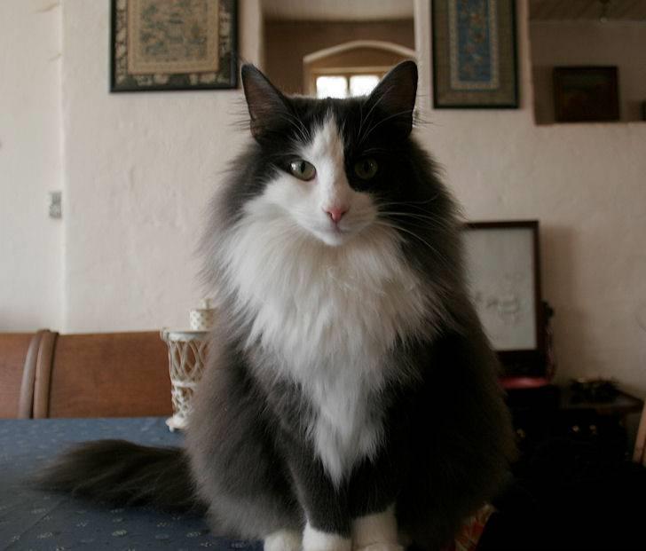 Norsk Skovkat Morgunstrálan's Hot Stuff billede 1