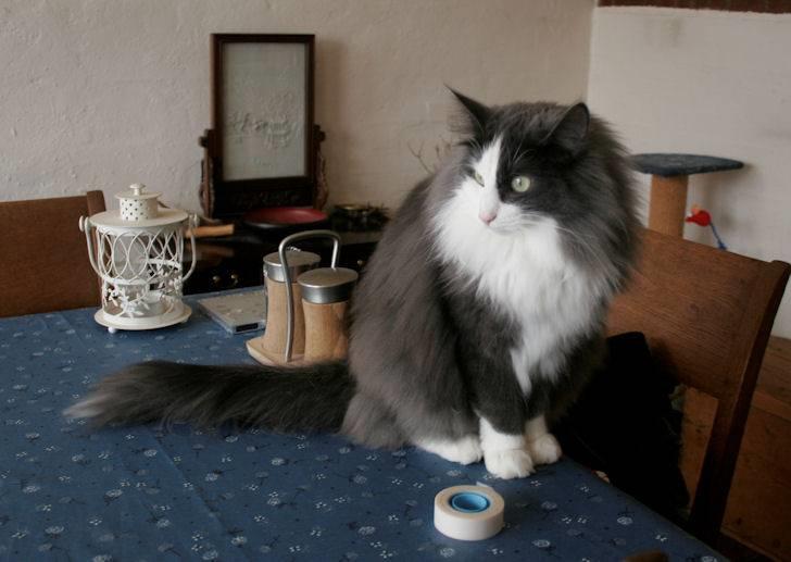 Norsk Skovkat Morgunstrálan's Hot Stuff billede 2