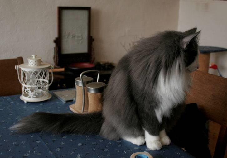 Norsk Skovkat Morgunstrálan's Hot Stuff billede 3