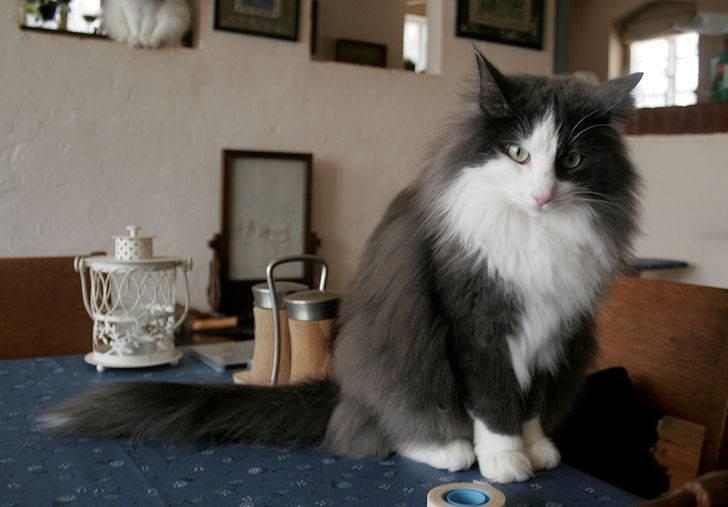 Norsk Skovkat Morgunstrálan's Hot Stuff billede 4