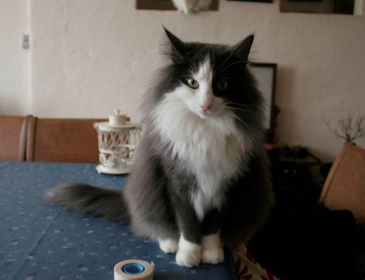 Norsk Skovkat Morgunstrálan's Hot Stuff billede 5