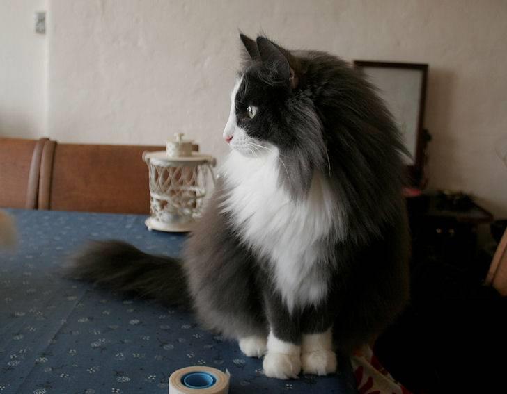 Norsk Skovkat Morgunstrálan's Hot Stuff billede 6