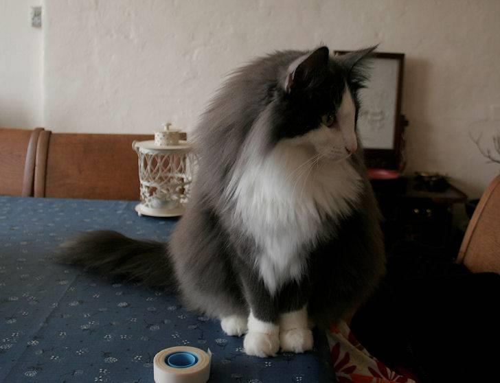 Norsk Skovkat Morgunstrálan's Hot Stuff billede 7