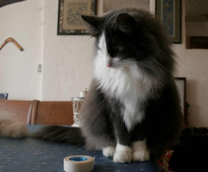 Norsk Skovkat Morgunstrálan's Hot Stuff billede 8