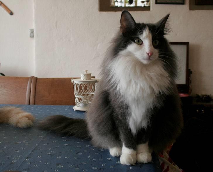 Norsk Skovkat Morgunstrálan's Hot Stuff billede 9