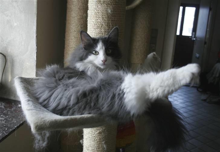 Norsk Skovkat Morgunstrálan's Hot Stuff billede 10