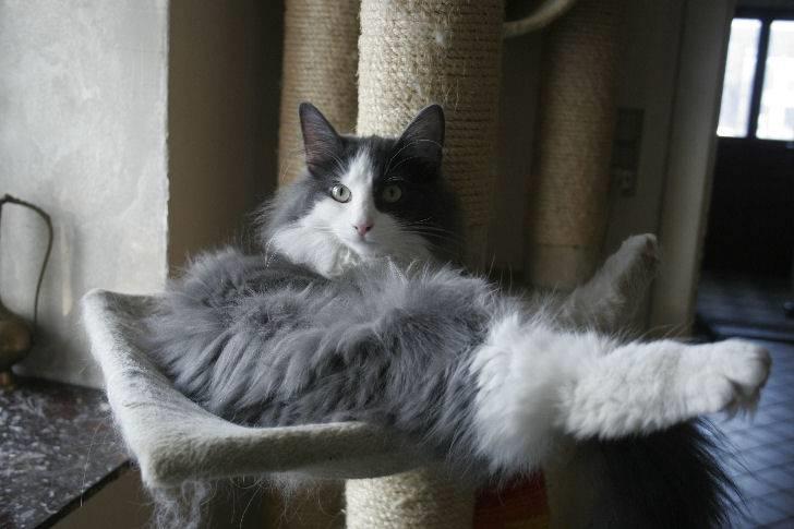 Norsk Skovkat Morgunstrálan's Hot Stuff billede 11