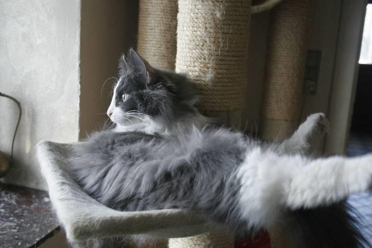 Norsk Skovkat Morgunstrálan's Hot Stuff billede 12