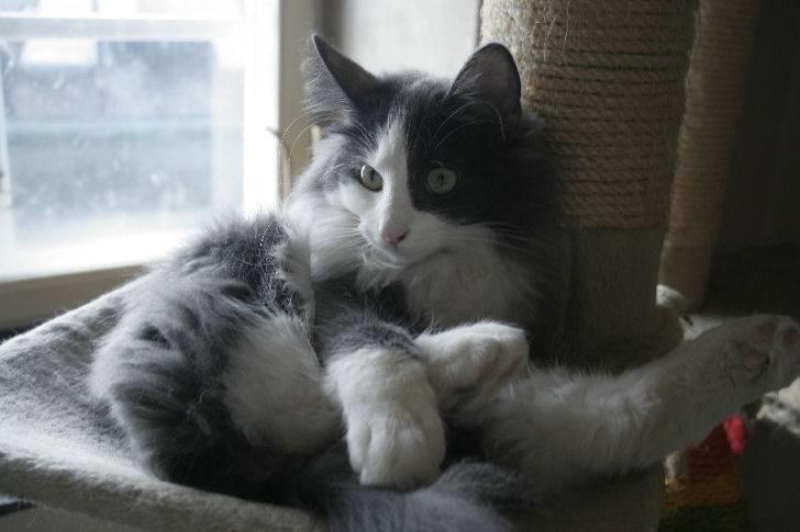 Norsk Skovkat Morgunstrálan's Hot Stuff billede 13