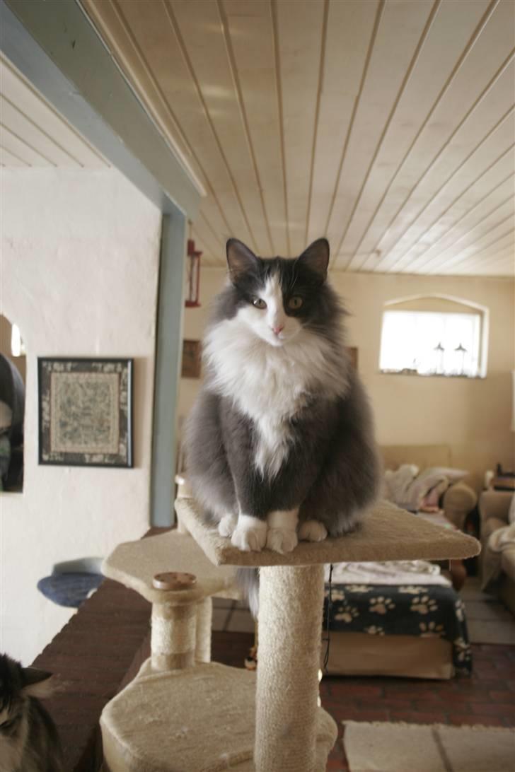 Norsk Skovkat Morgunstrálan's Hot Stuff billede 14