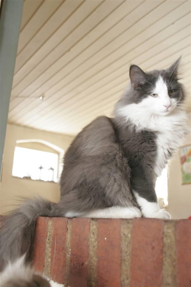 Norsk Skovkat Morgunstrálan's Hot Stuff billede 15