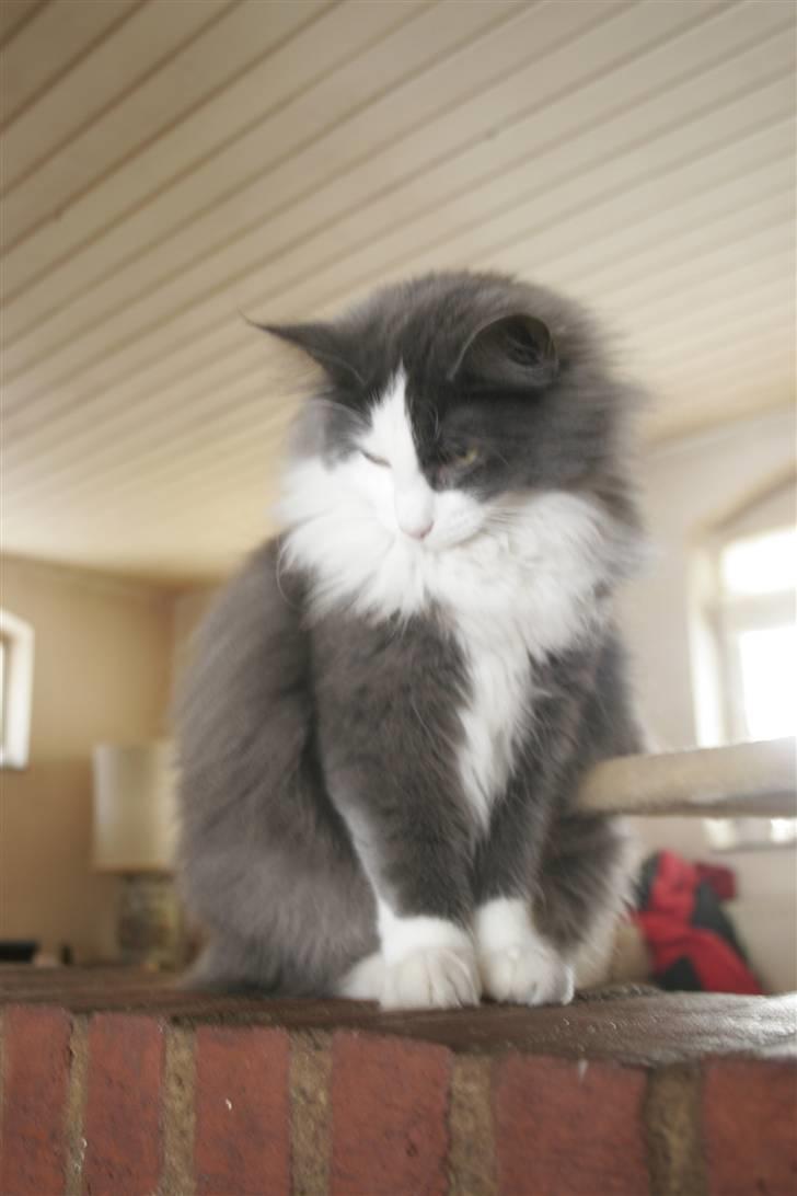 Norsk Skovkat Morgunstrálan's Hot Stuff billede 16