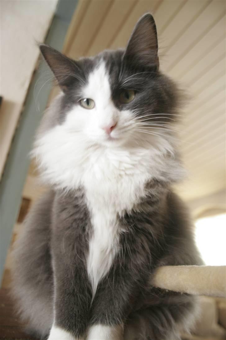 Norsk Skovkat Morgunstrálan's Hot Stuff billede 17