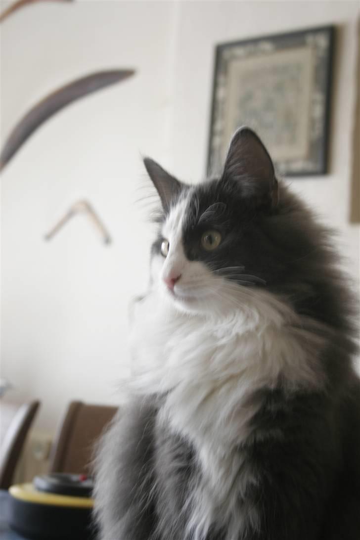 Norsk Skovkat Morgunstrálan's Hot Stuff billede 18