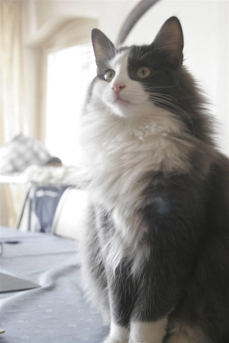 Norsk Skovkat Morgunstrálan's Hot Stuff billede 19