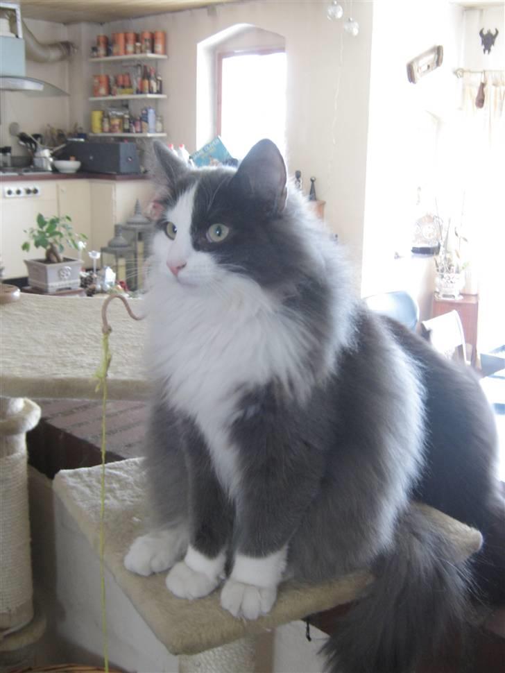 Norsk Skovkat Morgunstrálan's Hot Stuff billede 20