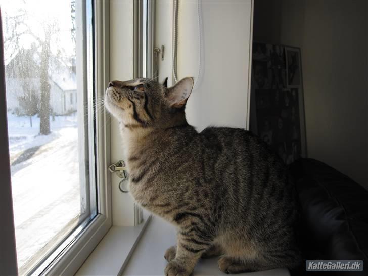 Huskat Felix - Sidder og holder øje med fuglene på tagrenden billede 2