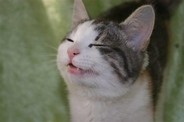 Huskat Prinsesse Sif billede 7