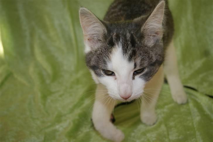 Huskat Prinsesse Sif billede 8