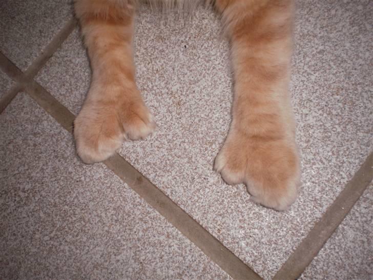 Maine Coon Garfield - Det sgu noget sjovt noget :P billede 2
