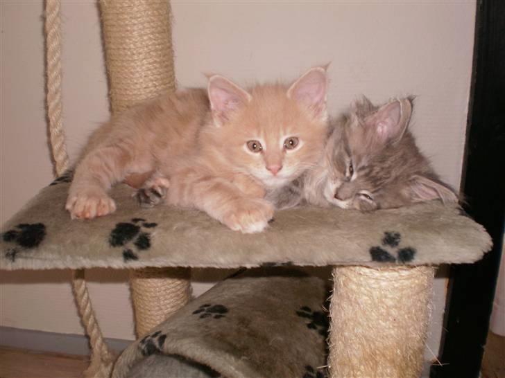 Maine Coon Garfield billede 4