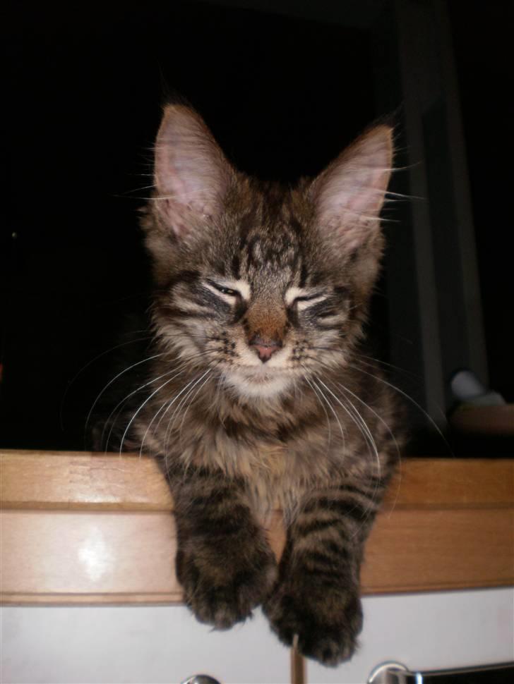 Maine Coon Simba billede 1