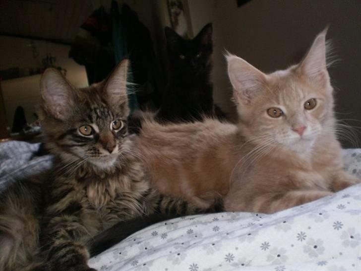 Maine Coon Simba - Den stribede :) billede 2