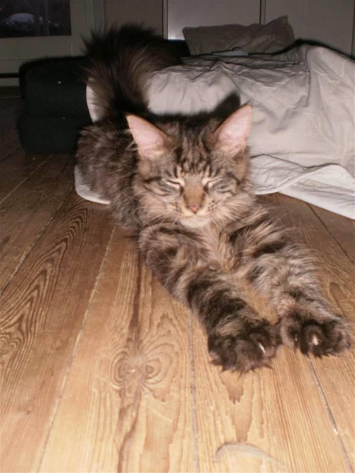 Maine Coon Simba billede 3