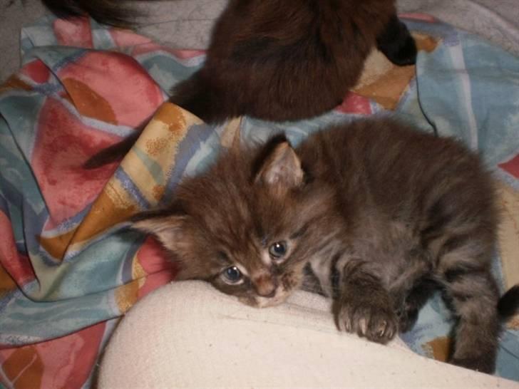 Maine Coon Simba - Simba som lille :) billede 4
