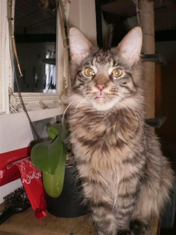 Maine Coon Simba billede 5