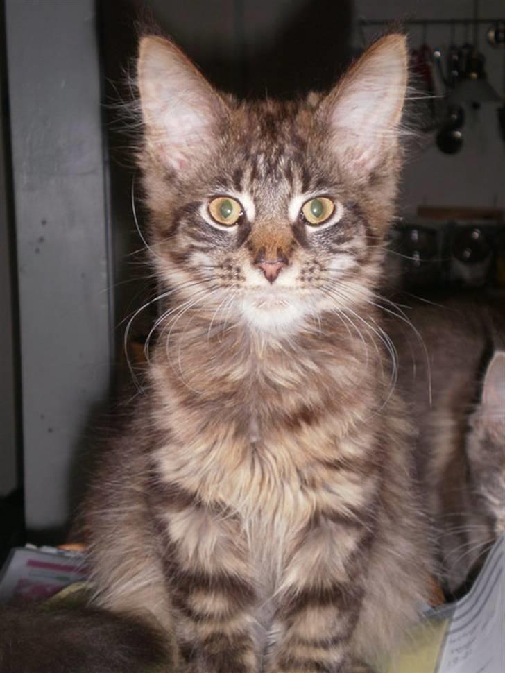 Maine Coon Simba - Smukke kat <3 billede 6