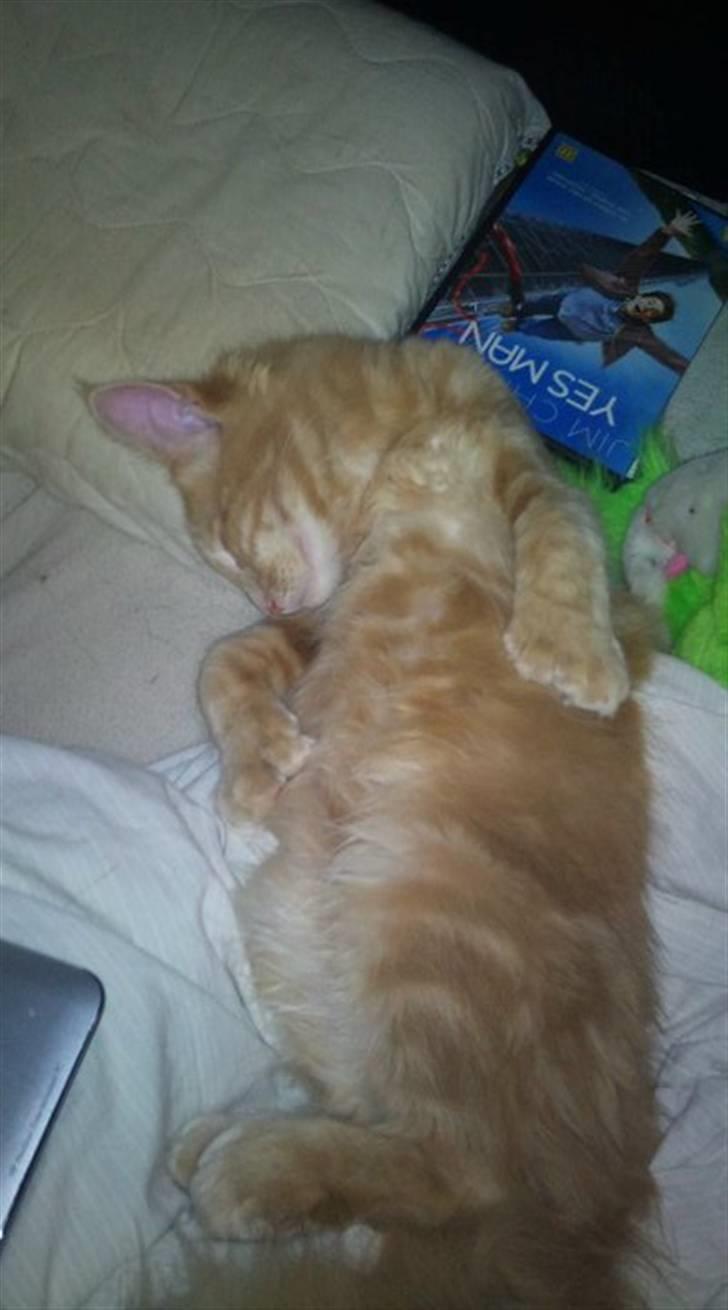 Maine Coon Garfield billede 5
